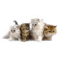 Chats
